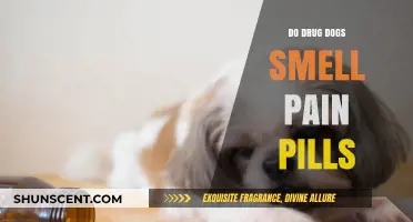 Can Drug Dogs Detect Pain Pills? A Comprehensive Guide
