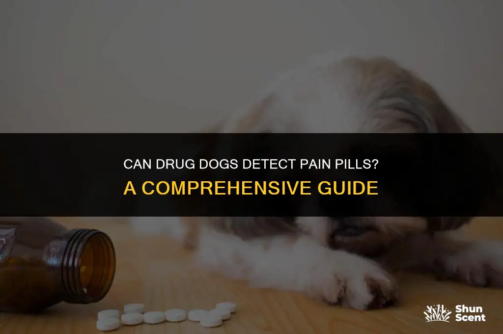 do drug dogs smell pain pills