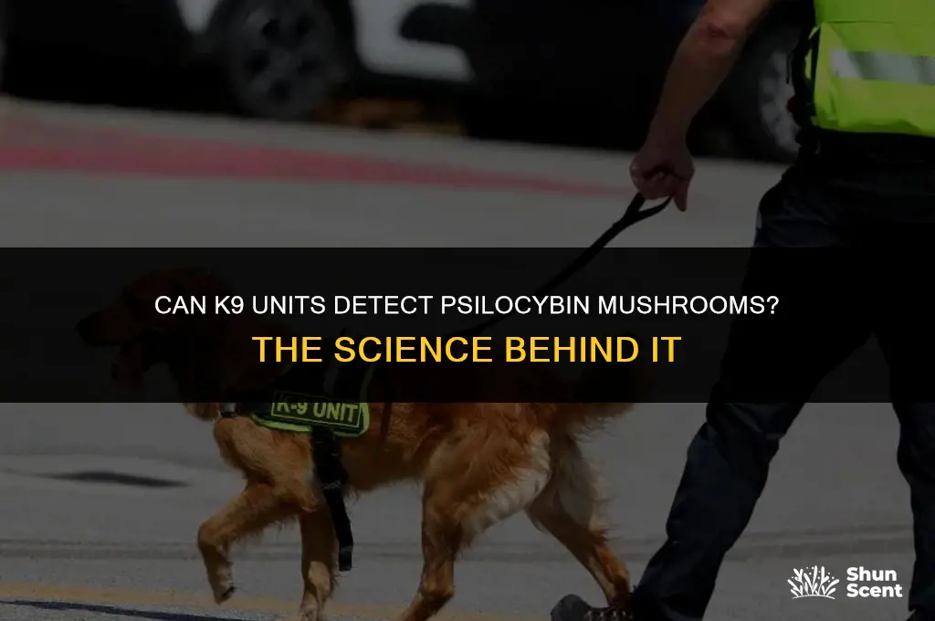do drug dogs smell psilocybin