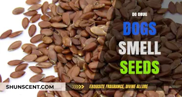Canine Detection: Do Drug Dogs Really Sniff Out Seeds?