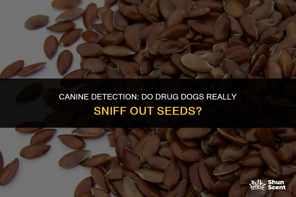 do drug dogs smell seeds