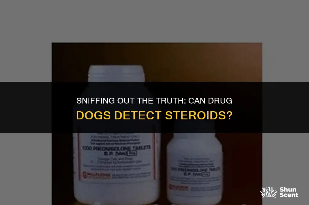 do drug dogs smell steroids