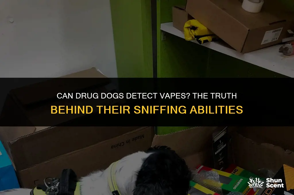 do drug dogs smell vape