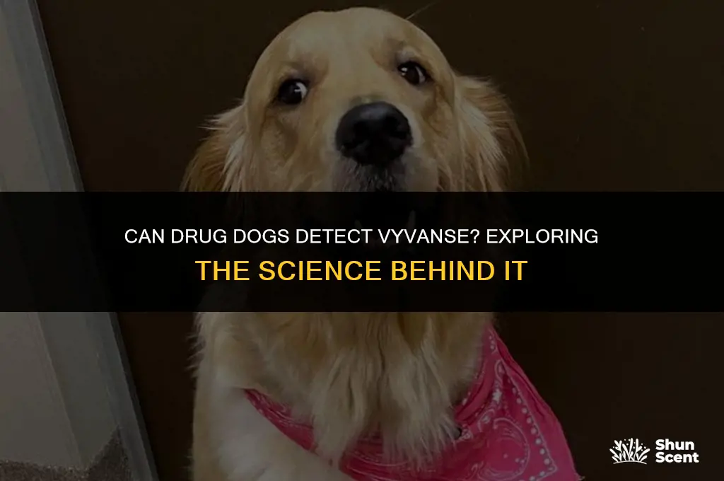 do drug dogs smell vyvanse