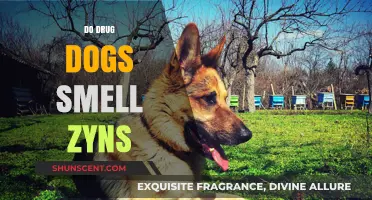 Can Drug Dogs Detect Zyns? Exploring Their Scent Capabilities
