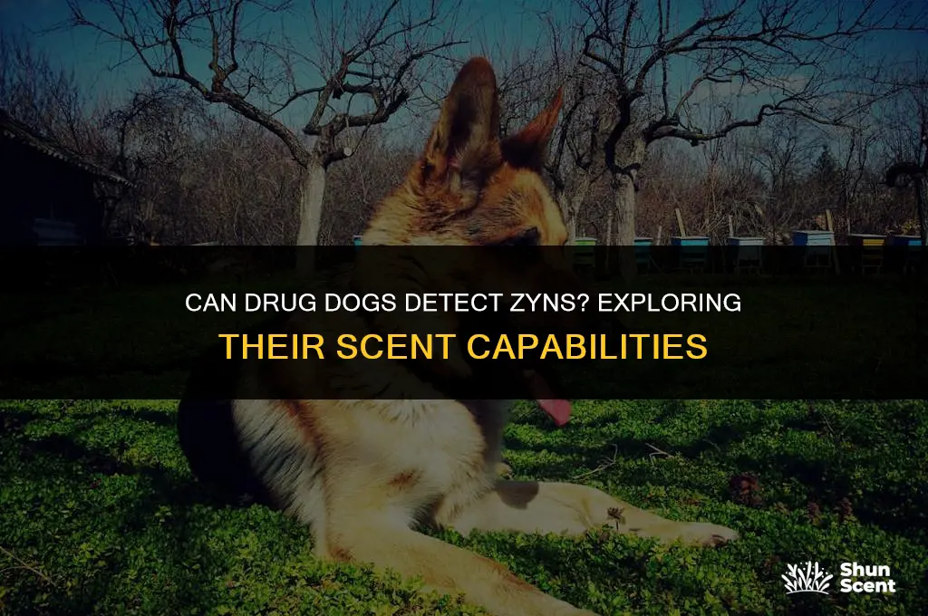 do drug dogs smell zyns