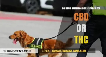 Canine Detectives: Do Drug-Sniffing Dogs Search for CBD or THC?