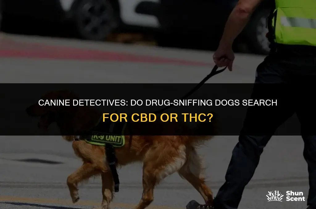 do drug smelling dogs search for cbd or thc
