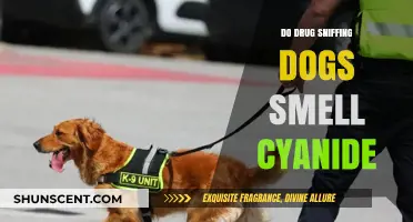 Can Drug Sniffing Dogs Detect Cyanide? Exploring Their Capabilities