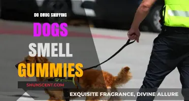 Can Drug Sniffing Dogs Detect Gummies: A Comprehensive Guide