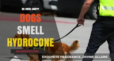 Can Drug Sniffing Dogs Detect Hydrocodone? A Comprehensive Guide