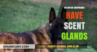 Do Dutch Shepherds Have Scent Glands? Uncovering Canine Secrets
