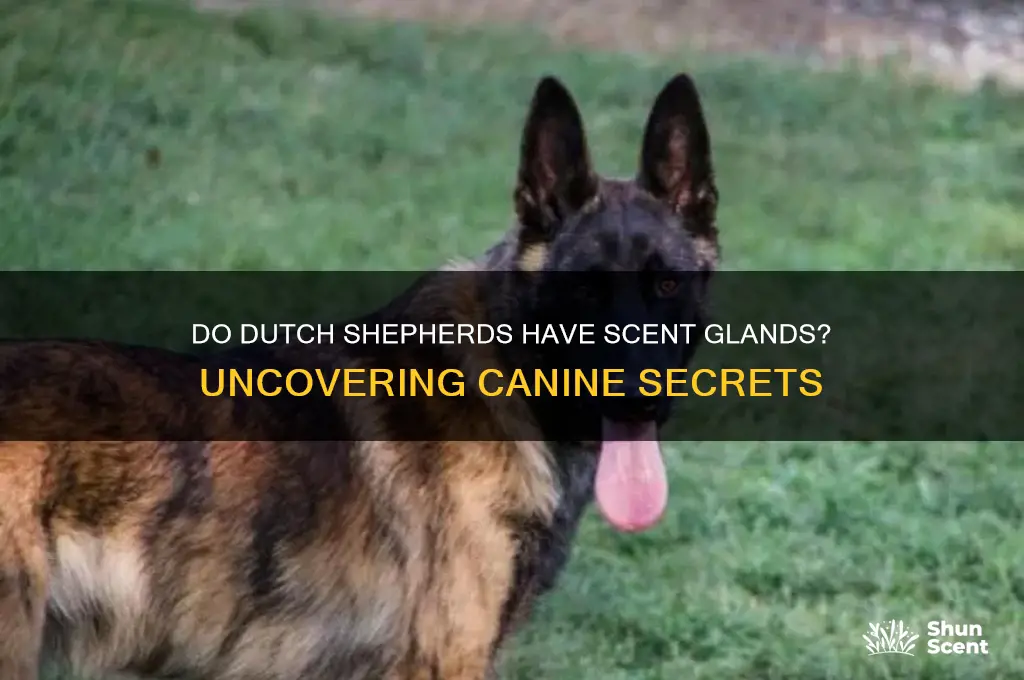 do dutch shepherds have scent glands