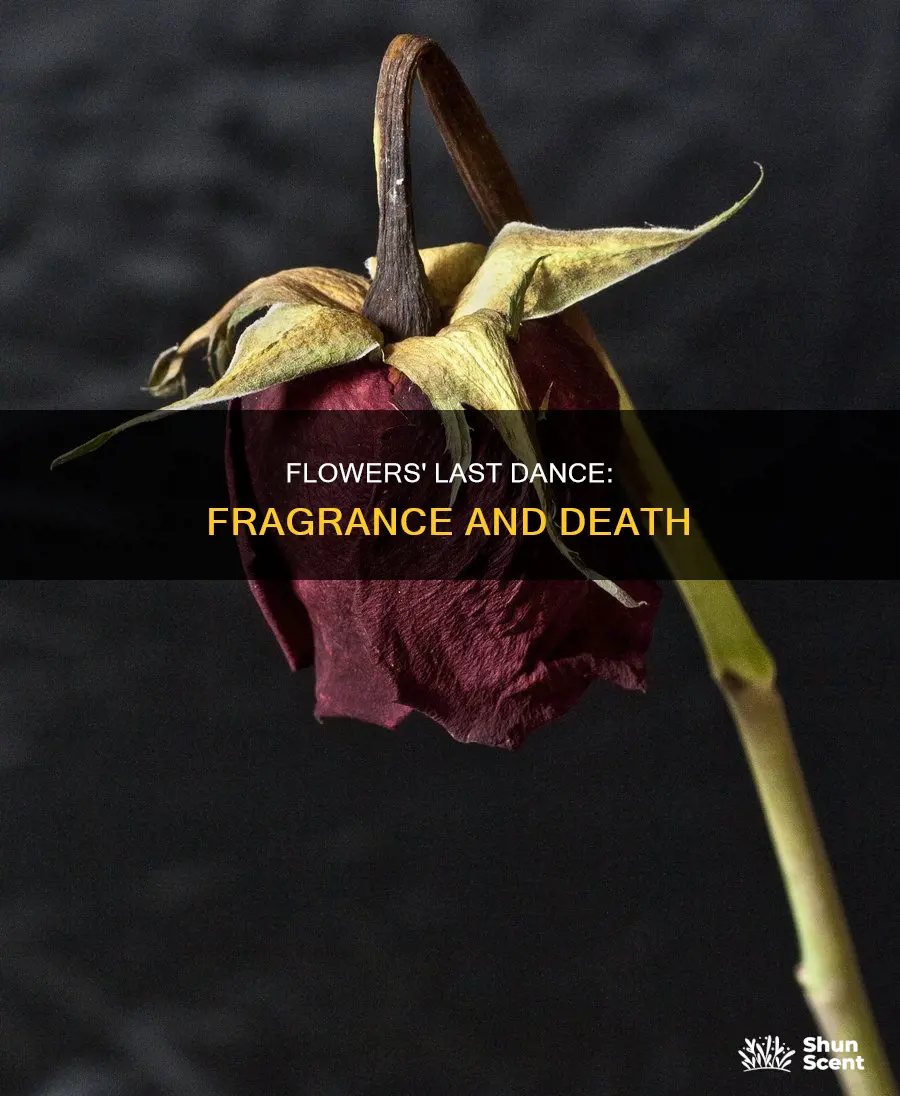 do dying flowers give more fragrance