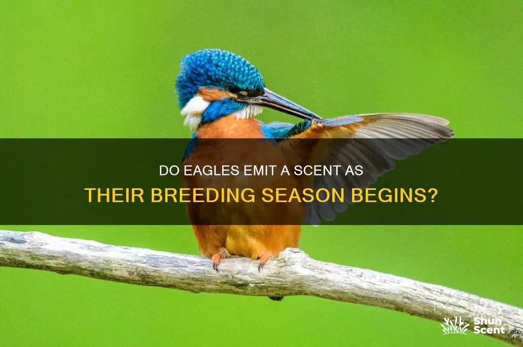 do eagles give off a scent when their season starts