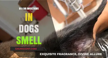 Do Ear Infections in Dogs Smell? A Guide for Concerned Pet Owners