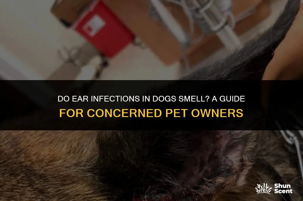 do ear infections in dogs smell