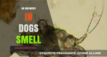 Unpleasant Truth: Do Ear Mites in Dogs Emit a Smell?