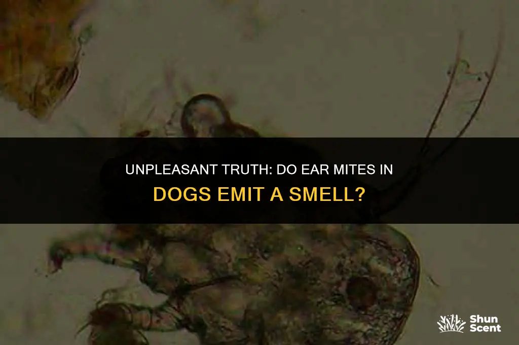do ear mites in dogs smell