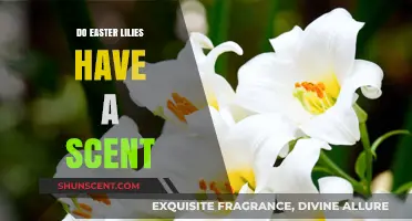 Do Easter Lilies Have a Scent? Unveiling Their Aromatic Mystery