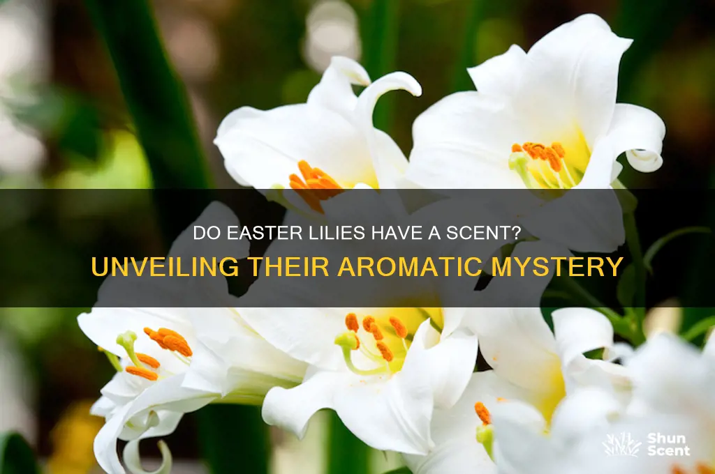do easter lilies have a scent