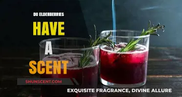 Exploring the Aromatic Mystery: Do Elderberries Have a Scent?