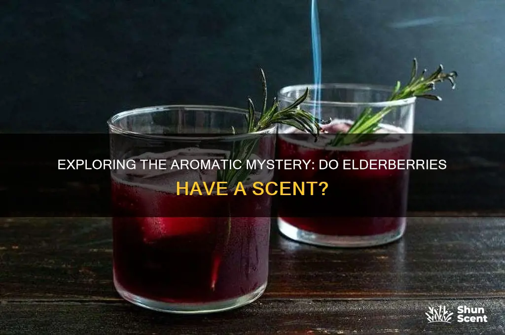 do elderberries have a scent