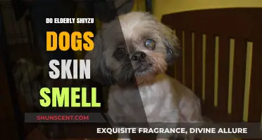 Understanding the Unique Skin Odor of Senior Shih Tzu Dogs