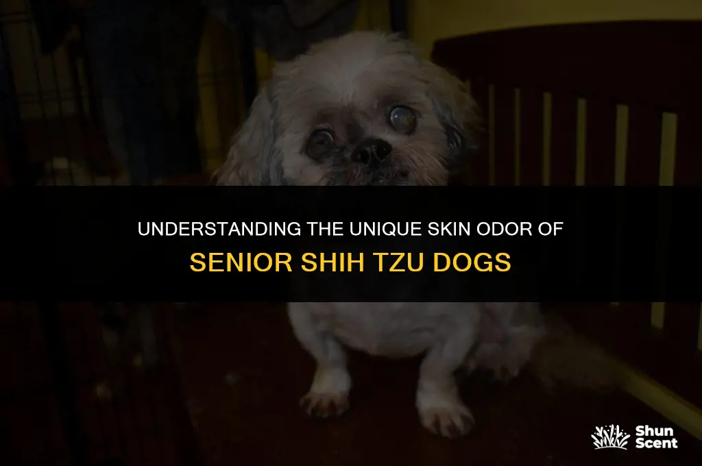 do elderly shiyzu dogs skin smell