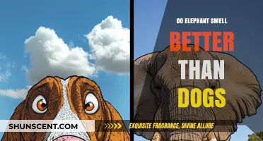 Exploring the Scent Superiority: Elephants vs. Dogs