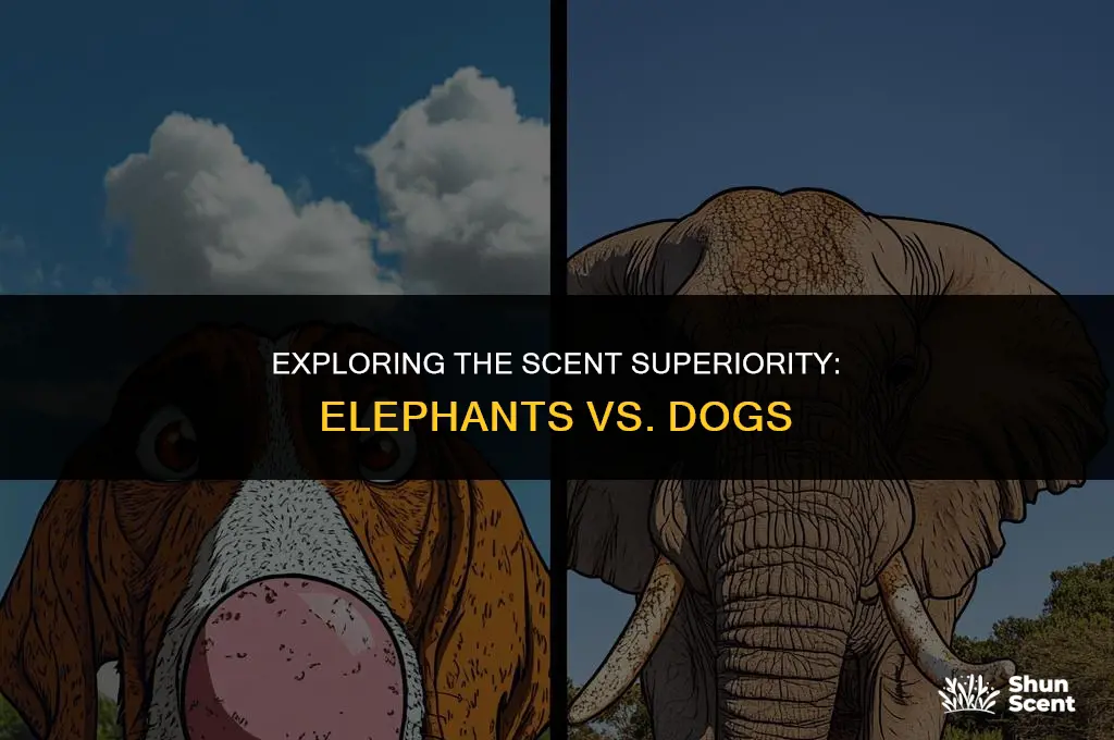 do elephant smell better than dogs