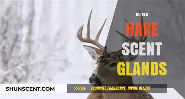 Exploring Elk Scent Glands: Unveiling Their Secret Communication Methods