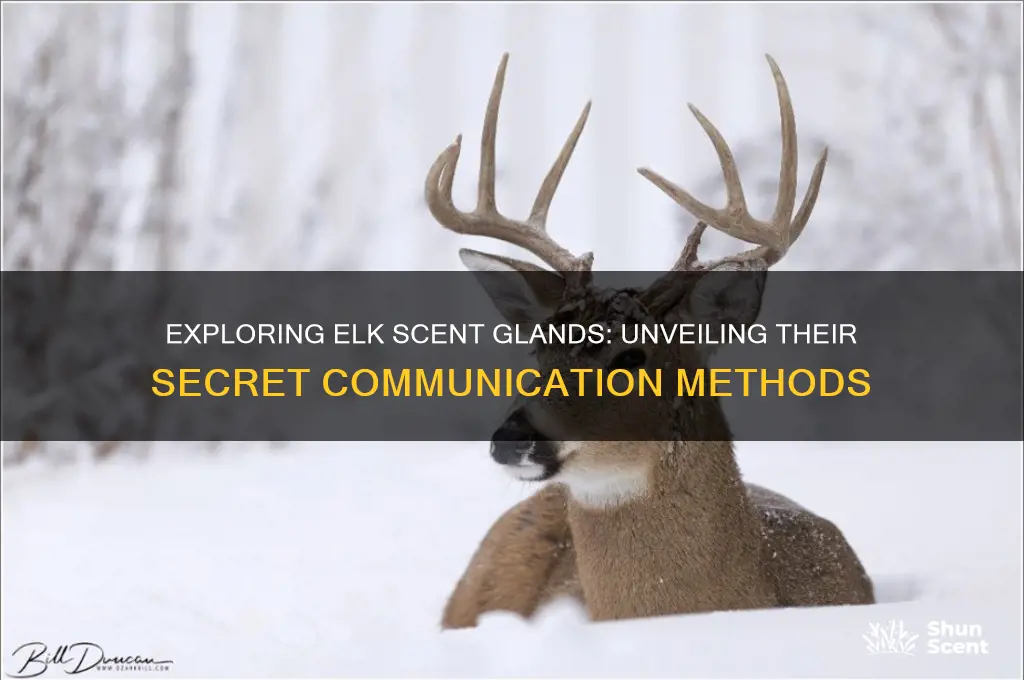 do elk have scent glands