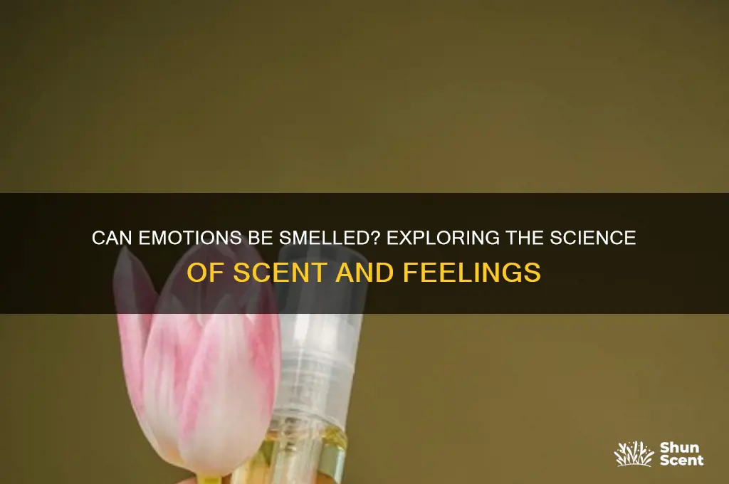 do emotions leave scent