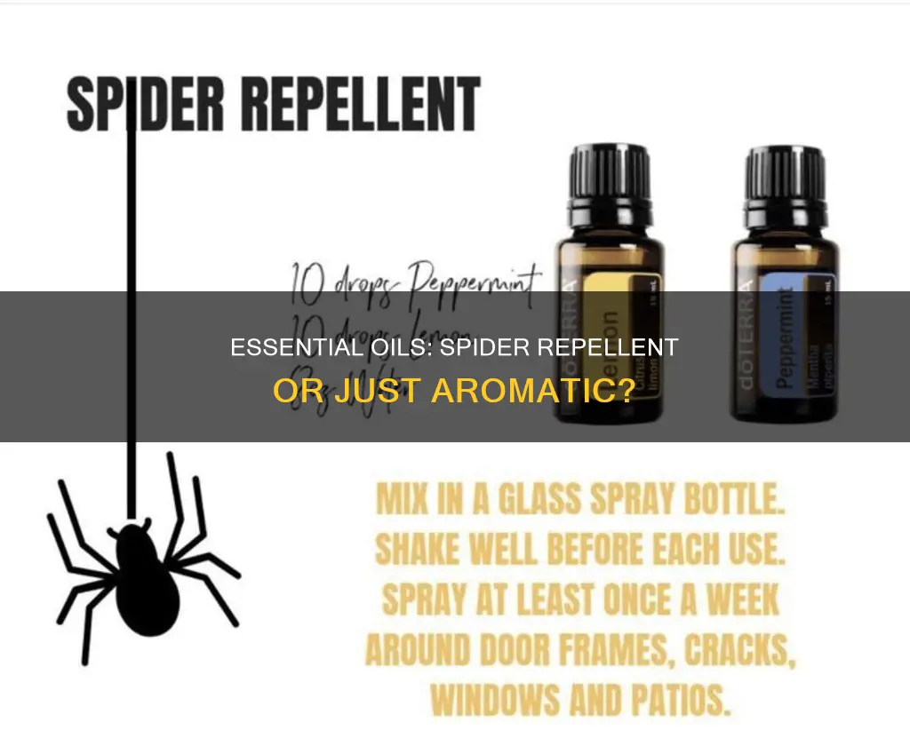 do essential oils keep spiders away organic aromas