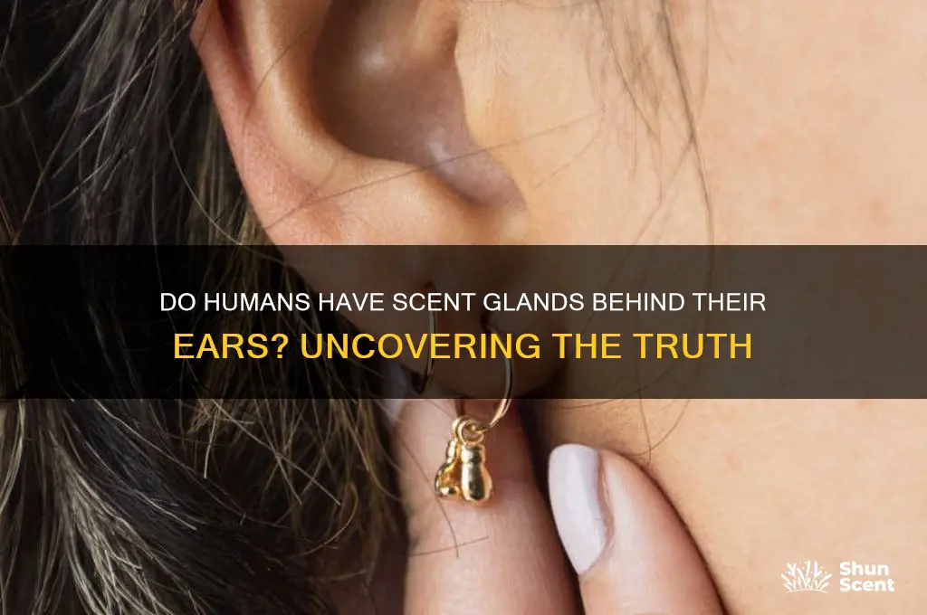 do everyone have scent glands behind their ears