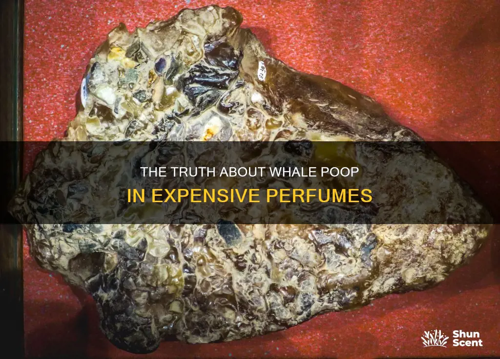 do expensive perfumes contain whale poop