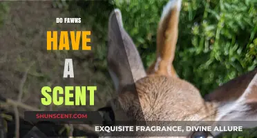 Unveiling the Truth: Do Fawns Have a Distinct Scent?