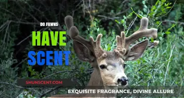 Unveiling the Mystery: Do Fawns Have a Scent?