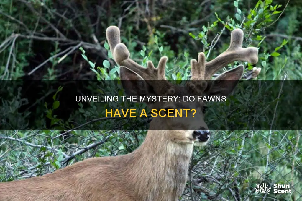 do fawns have scent