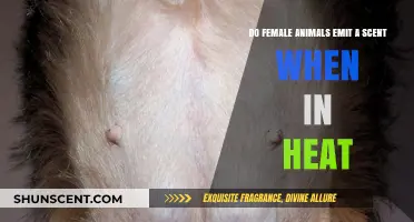 Unveiling the Truth: Female Animals and Heat-Related Scents