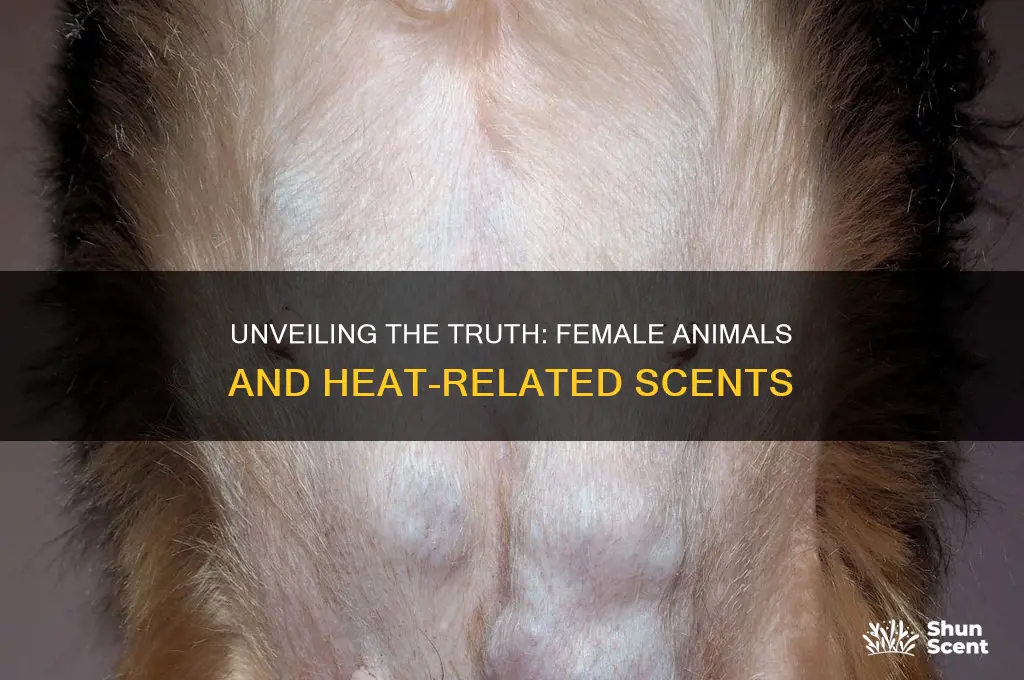 do female animals emit a scent when in heat