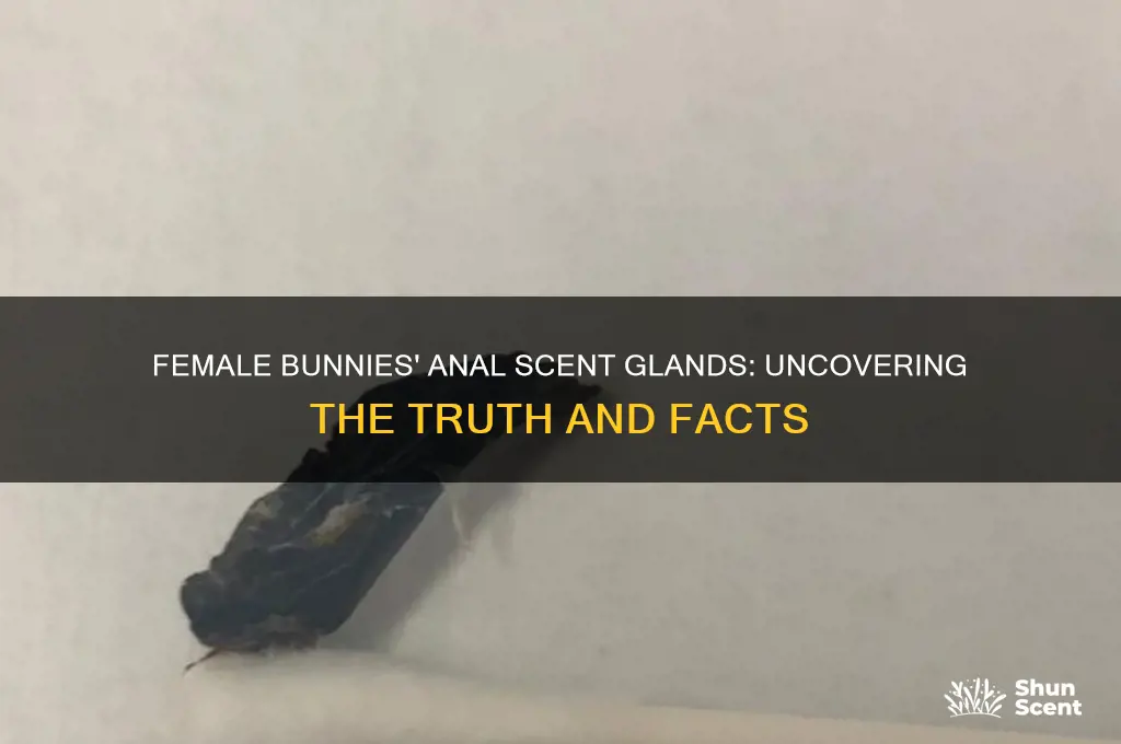 do female bunnies have anal scent glands