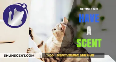 Do Female Cats Have a Scent? Uncovering Feline Pheromone Secrets