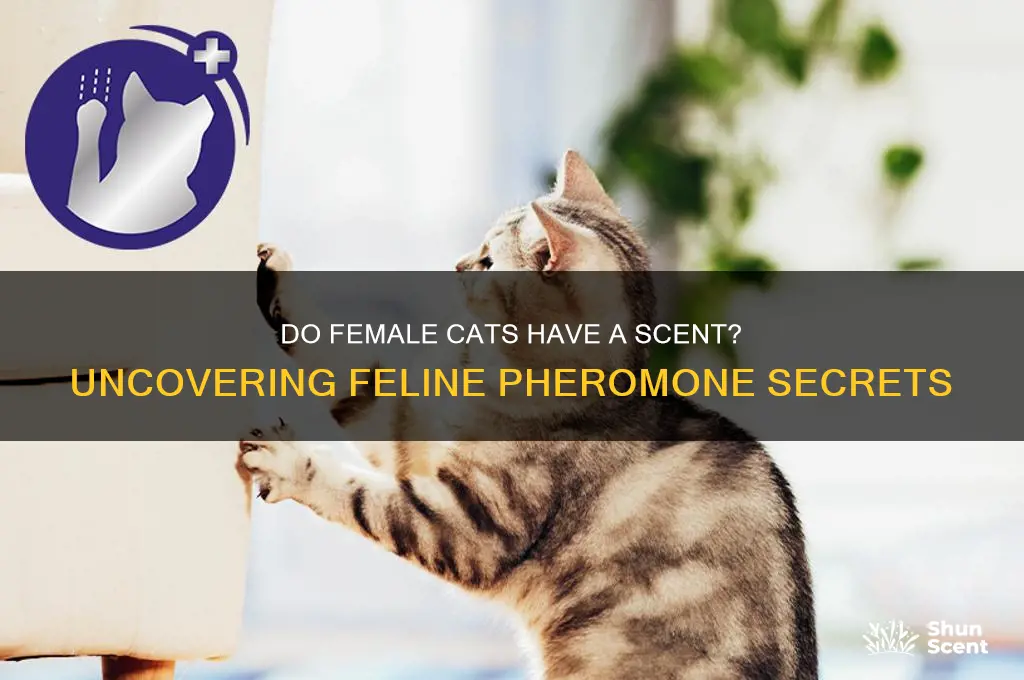do female cats have a scent
