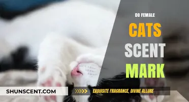 Do Female Cats Scent Mark? Understanding Feline Territorial Behavior