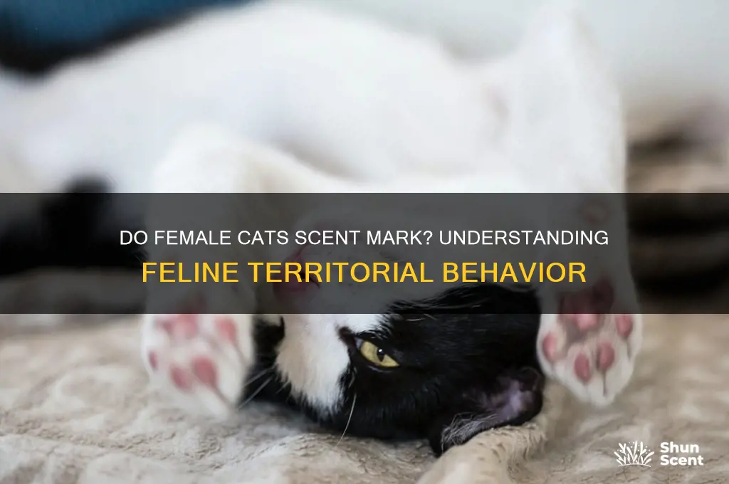 do female cats scent mark