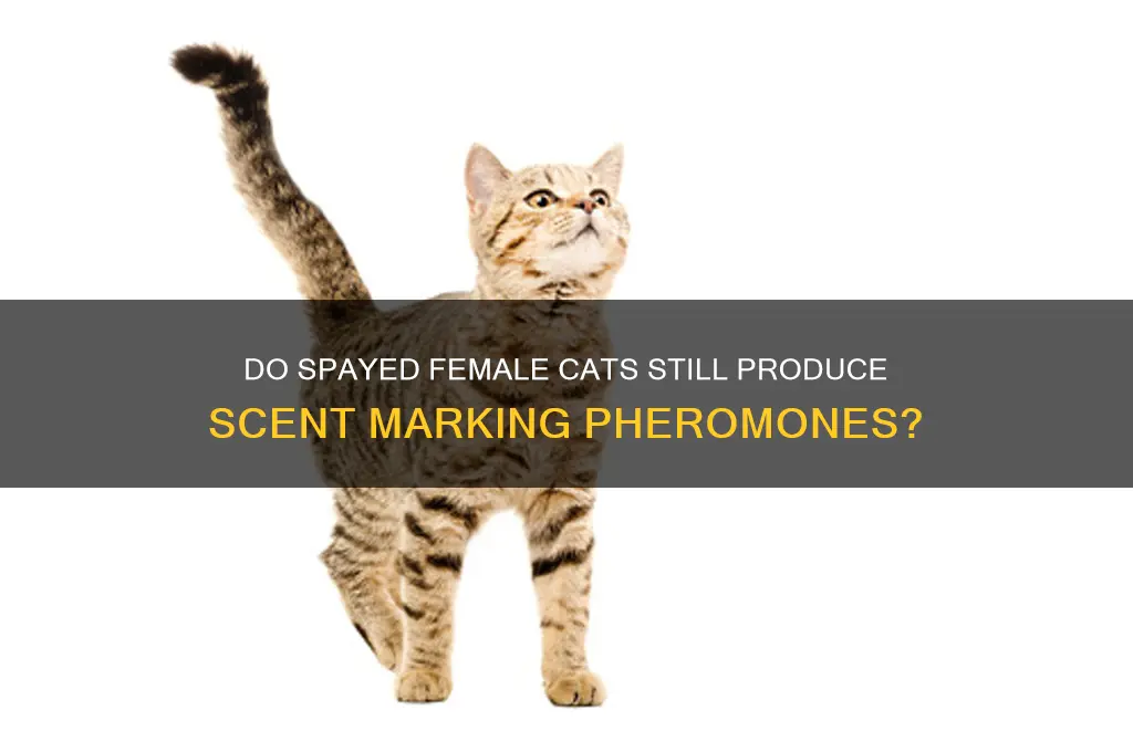 do female cats still give off scent after being spayed