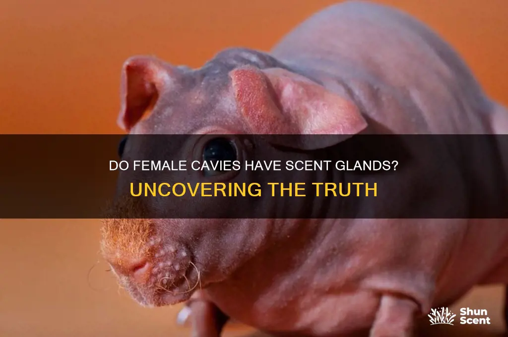 do female cavys have scent glands