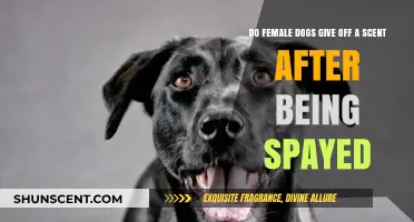 Spayed Female Dogs: Do They Still Emit a Scent Post-Surgery?